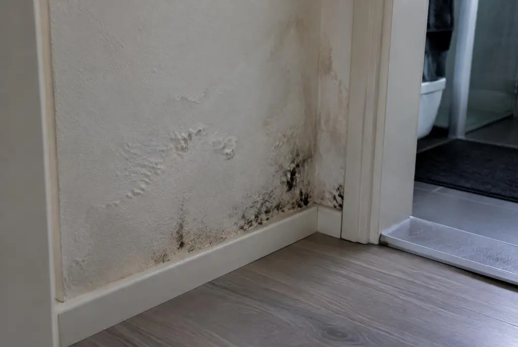 Lekdetectie Hoogeveen – vochtplek met schimmel op een muur